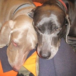 Meet your Posher, Yvette